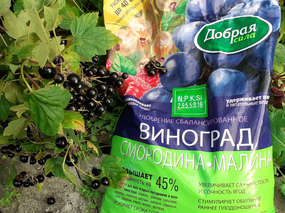 ��� ������� ���� ���������� ��� � ����� ������ ������