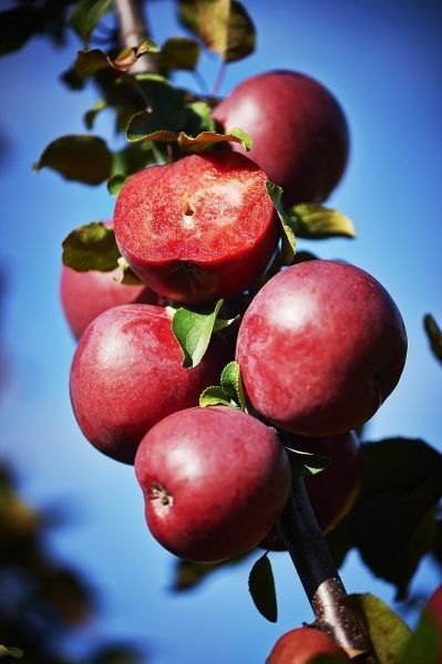 ������ ������ ������: ���������� ������� ����� � ���������� ������