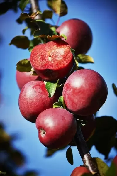 Яблоня Редлав Одиссо: очарование красных яблок с уникальным вкусом