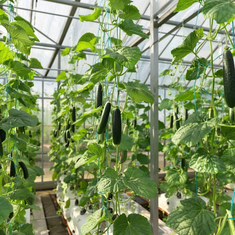 ������ �������: ��� �������� ��� ������ � ��� ������� ��������