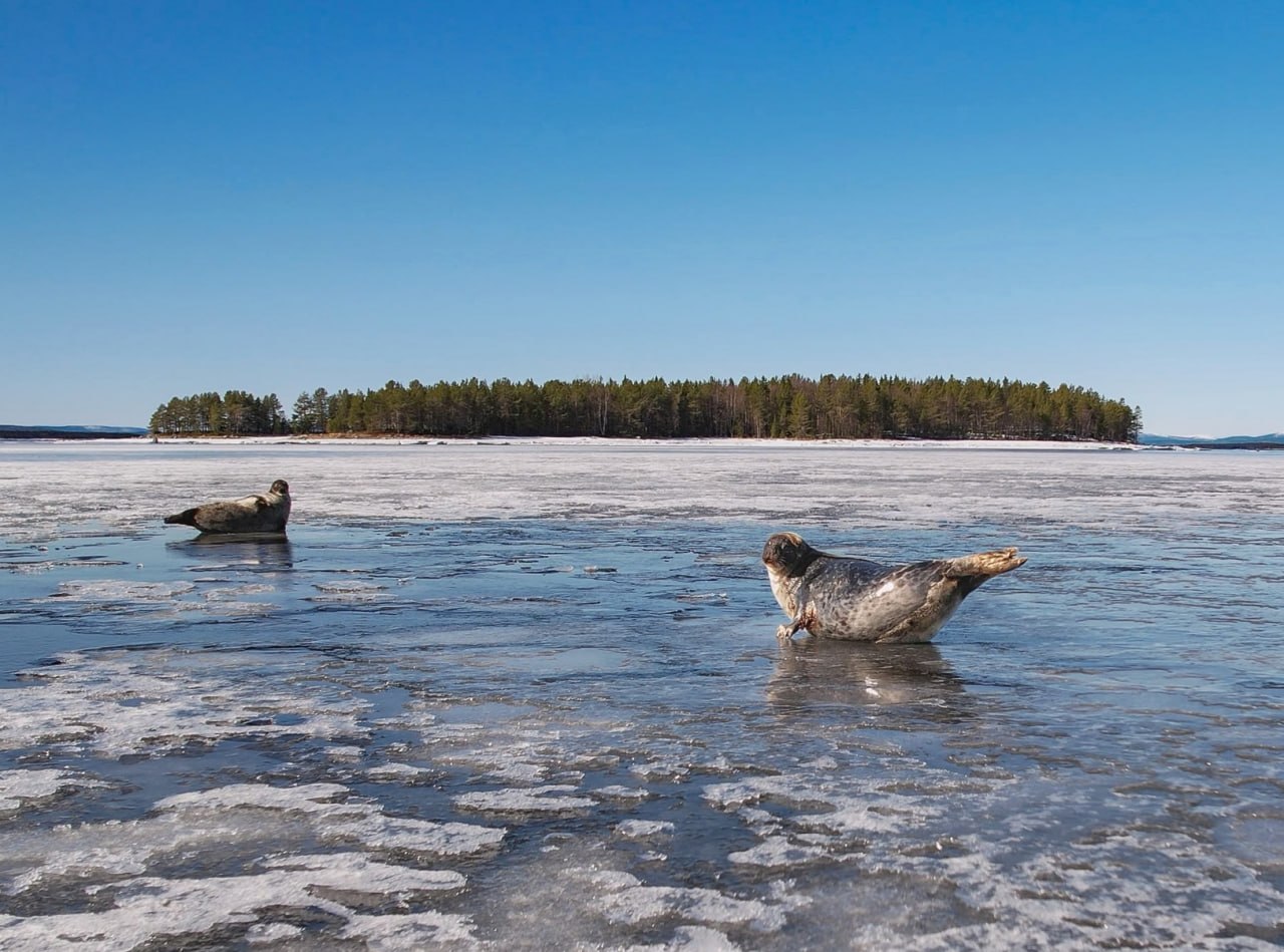 Доброе утро, Заполярье!. На юге Мурманской области можно любоваться не только красивыми весенними пейзажами, но и милыми животными