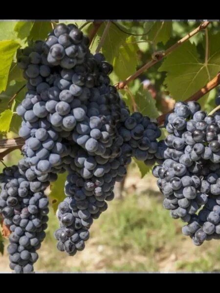 �������� ������� ������: ���������� ������� ��� ��������� �������