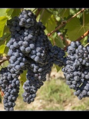 �������� ������� ������: ���������� ������� ��� ��������� �������