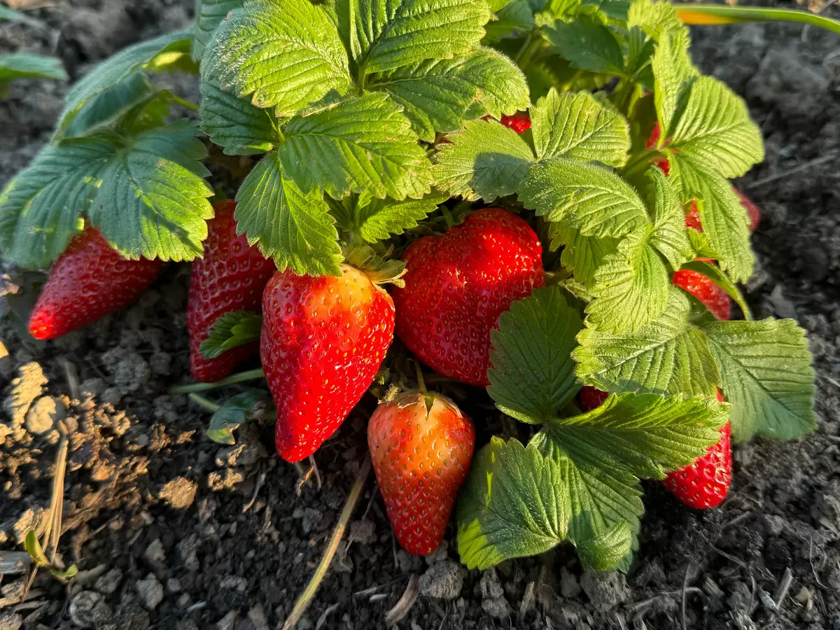 Секреты успеха клубничного урожая: проверенные временем рецепты из 90-х