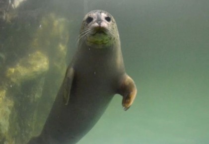 Тюленей — на колбасу? Что эксперты думают о возобновлении промысла в Заполярье