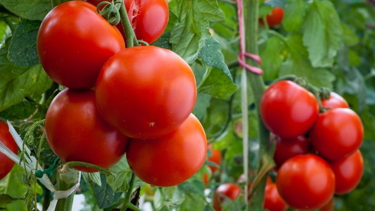 �� ��� ������ ���������� ��������: ����������� ���������� ���������� ������������