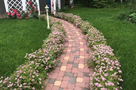 Зеленый оазис на вашем участке: лучшие многолетники для живых бордюров