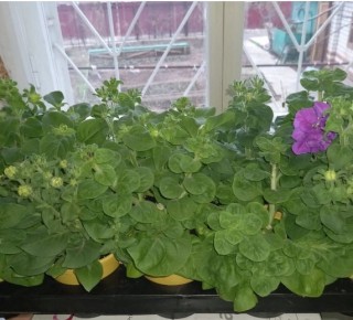 Как вырастить махровые петунии: от семян до пышных кустов с множеством бутонов