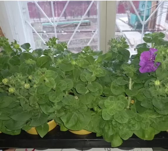 Как вырастить махровые петунии: от семян до пышных кустов с множеством бутонов