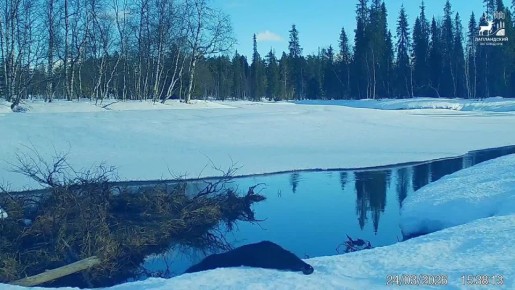 Здравствуй, Заполярье!. Лапландский заповедник продолжает делиться с подписчиками уникальными кадрами из мира животных