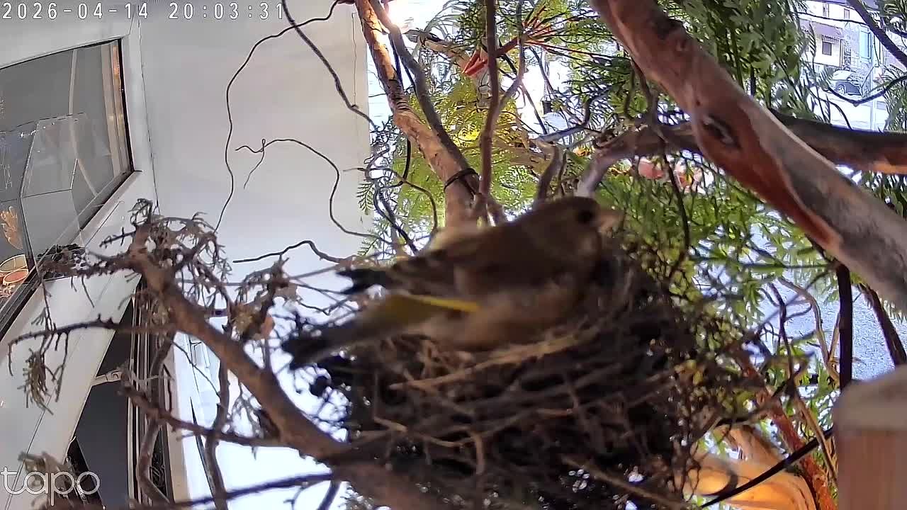 Помните новость о том, что на крыльце цветочного магазина в Мурманске птица свила гнездо?