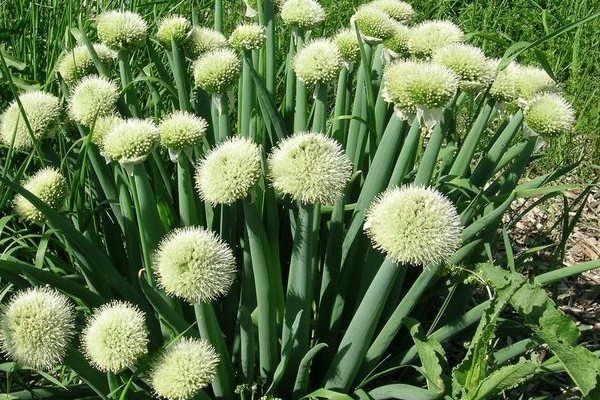 ��� ��������: ��� ������ ������� � ���� � �� �����