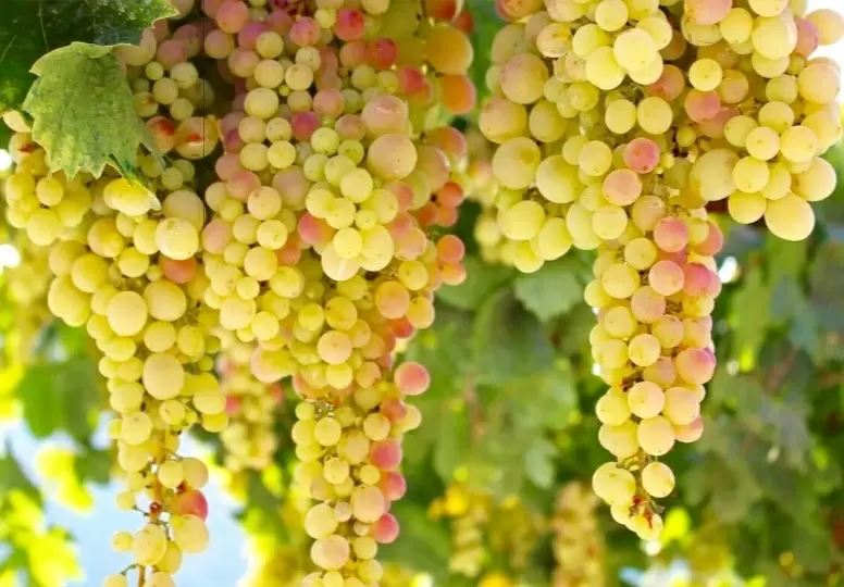 Уникальные десерты из винограда и творога: готовьте с удовольствием