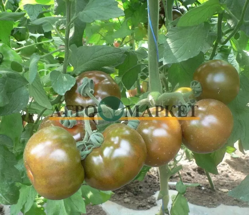 Томат Ашкелон: уникальный израильский гибрид с высоким потенциалом урожайности