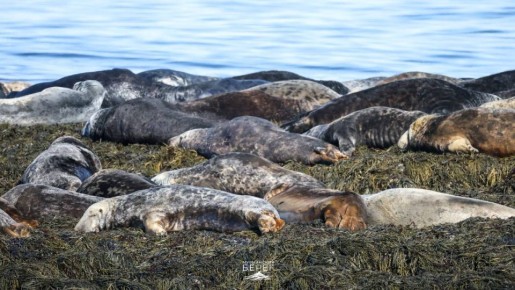 Северные тюлени на отдыхе и охоте