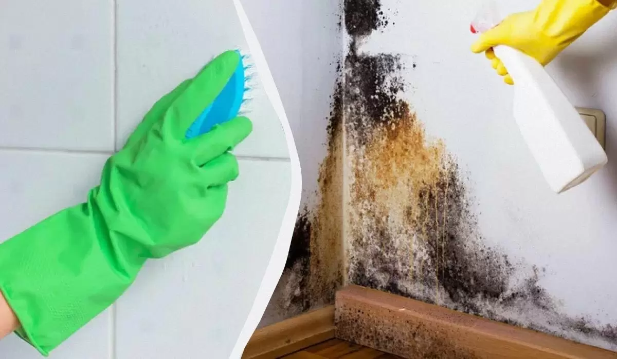 Как навсегда победить черную плесень: простые советы для вашего дома