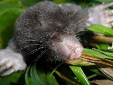 Эффективные методы борьбы с кротами: как звуки и запахи помогут вернуть ваш участок