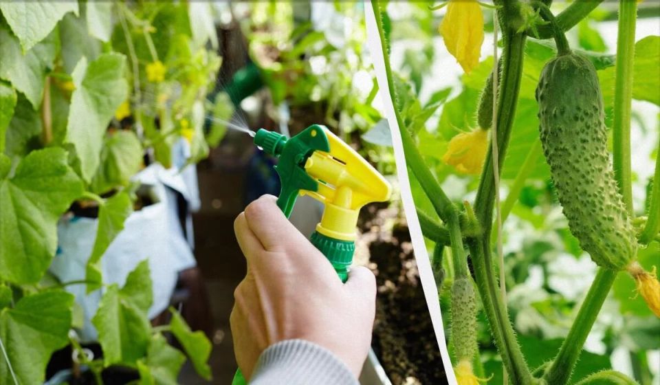 ��� ������� ����� ��������� ������ ������� � ��� ����