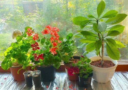 ��� ������� ��� ������������� ����� �����: ��������� ������ � ������� ������ ������� �������