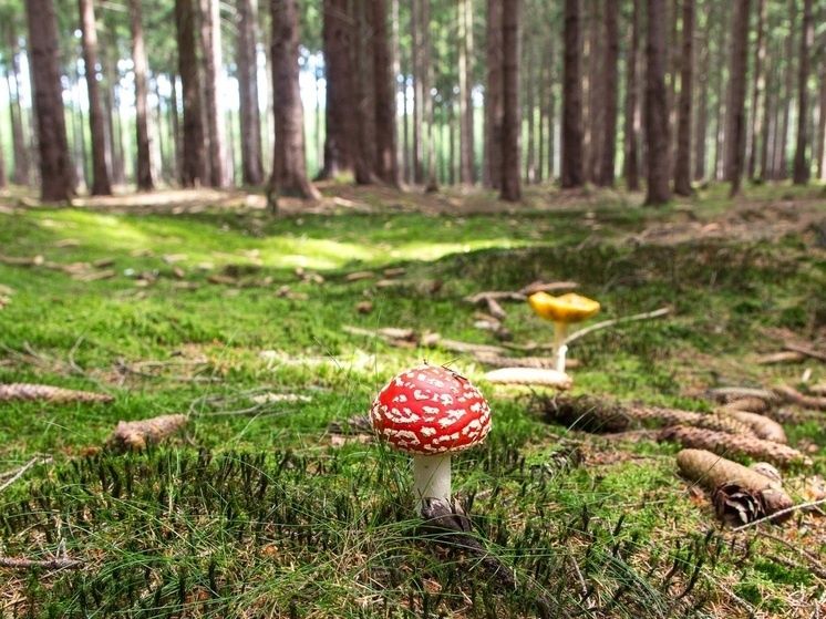 ����� ������� ���������� ������� � ������������� �������: ��� ����� �����