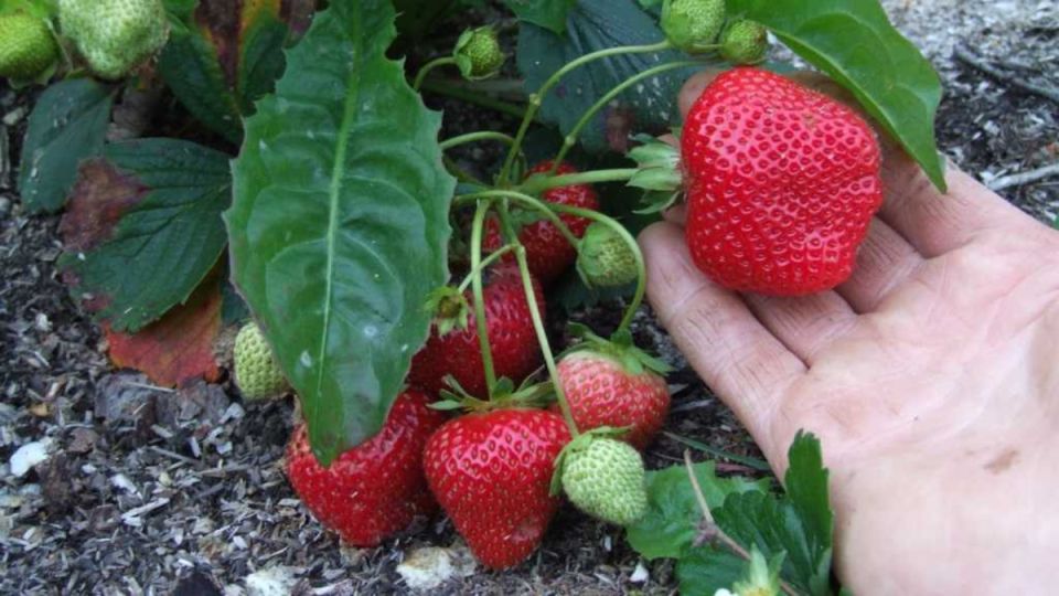 ������� �������� ������ ��������, ������� ����������� �� ��������� ��������