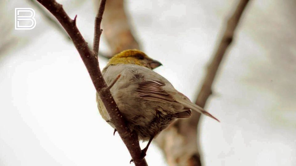 ��������� ����������� ���� ������������ 20 ������ � �������� ��������� ���������� ����������