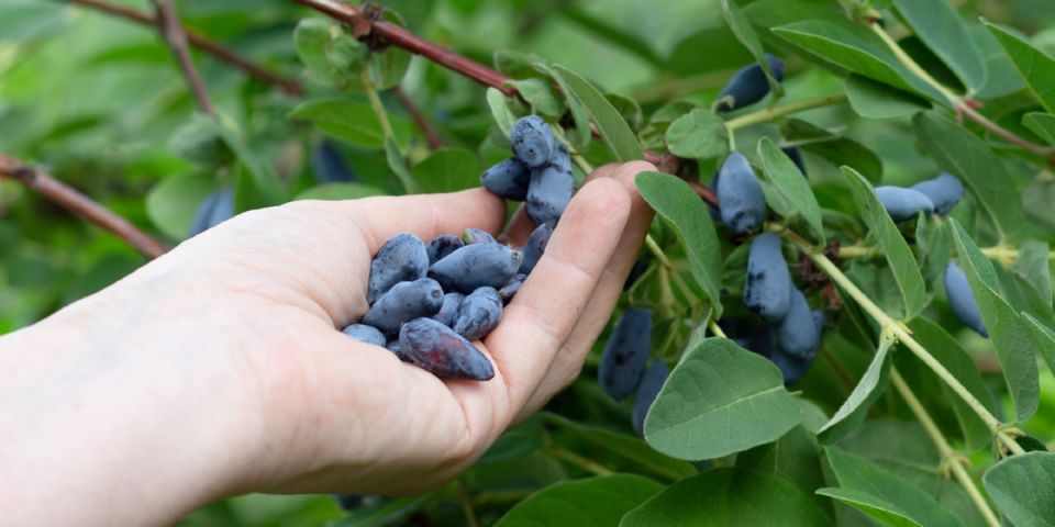 ��������� � ��������: ����������� ����� � ���� � �������� ������