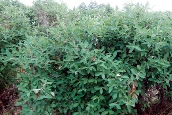 ����� ��������� ����������: ������ � �������� �������� ������ ���������