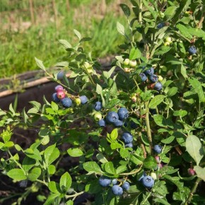 ��� ��������� ������� ������ ����� ��� �������� � ��������� ������ ������