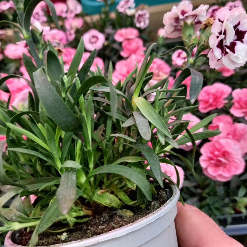 ������ ������ ���������������� � ���������� �������� � �� �������� �� ������