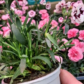 ������ ������ ���������������� � ���������� �������� � �� �������� �� ������