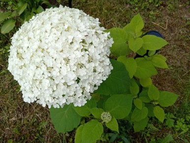 ��� �������� ���������� �������� ���������: ������� ���������