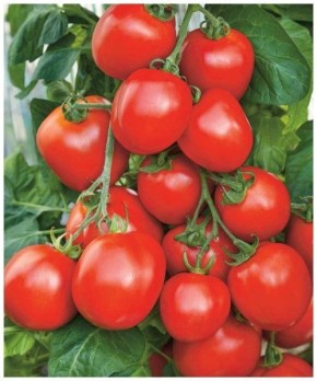 ����� ������: ������� �����, ������� ������� ���� �����