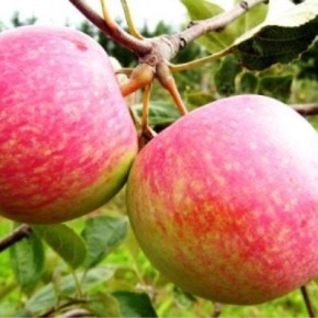 ������ �������: ����������� ��������� ���� � ������� ���������������