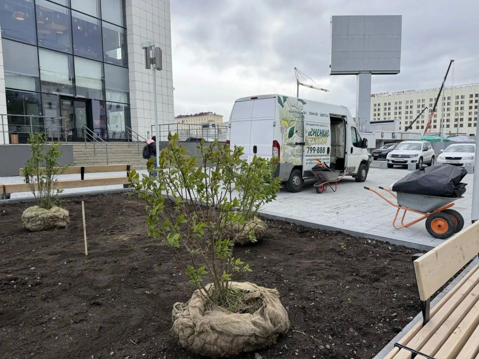 Сирень начали высаживать на новой пешеходной улице Мурманска