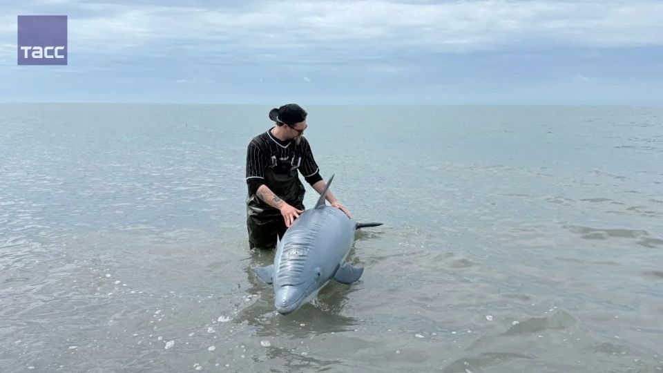 Более 20 волонтеров обучили правильному спасению дельфинов и китов в Сириусе, сообщили ТАСС в пресс-службе фонда "Заповедное посольство" Более 20 волонтеров обучили правильному спасению дельфинов и китов в Сириусе, сообщили ТАСС в пресс-службе фонда "Заповедное посольство"