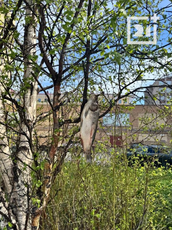 Доброе утро, Заполярье!. К началу лета в Мурманске, как и положено настоящему портовому городу, наконец-то зацвели рыбные деревья Доброе утро, Заполярье!. К началу лета в Мурманске, как и положено настоящему портовому городу, наконец-то зацвели рыбные деревья