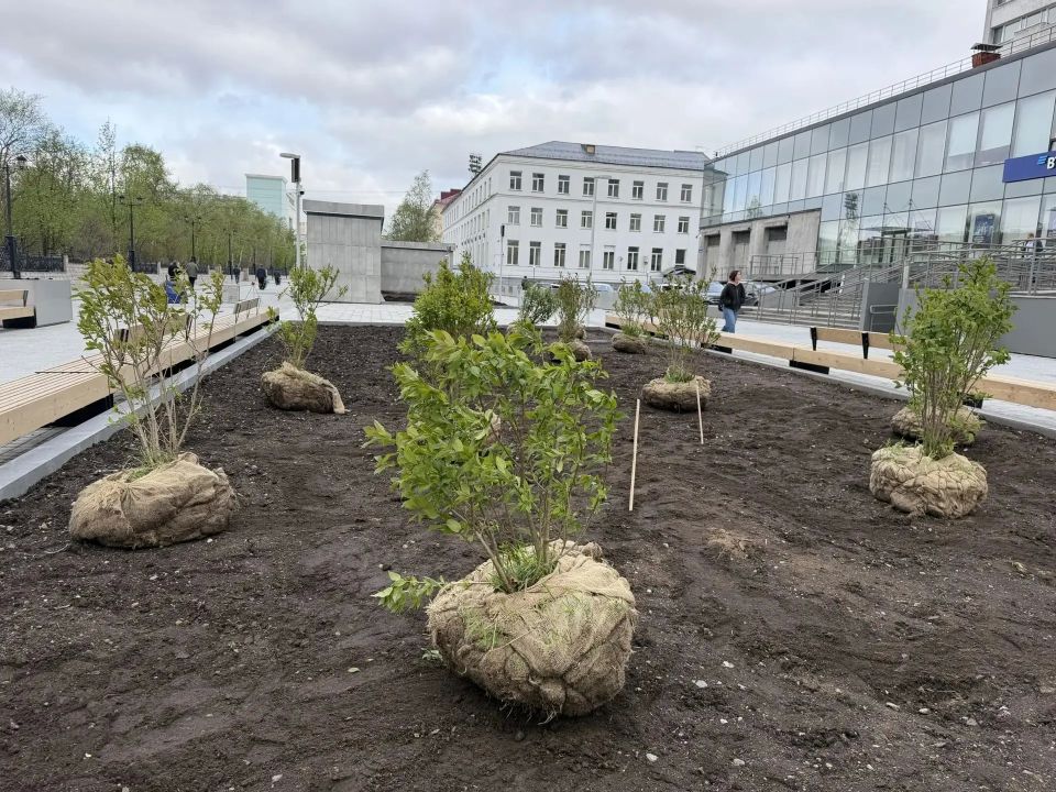 Сирень начали высаживать на новой пешеходной улице Мурманска Сирень начали высаживать на новой пешеходной улице Мурманска