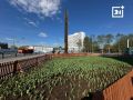 Доброе утро, Заполярье!. В центре Мурманска высадили десятки ярких тюльпанов, которые вскоре начнут радовать жителей своим цветением