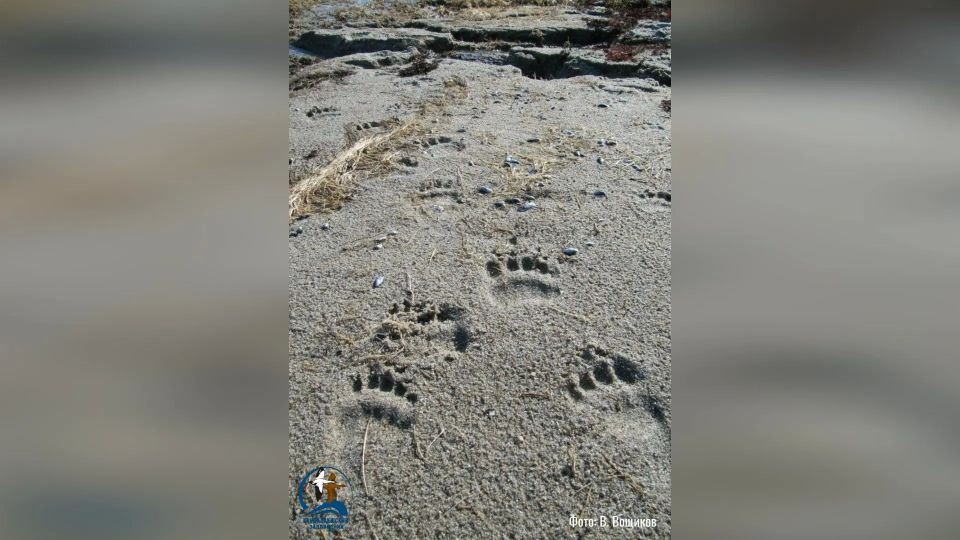 На берегу Белого моря нашли следы косолапого