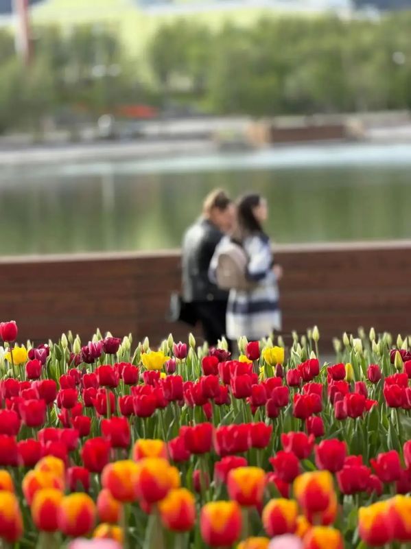 Кировск – город тюльпанов! Кировск – город тюльпанов!
