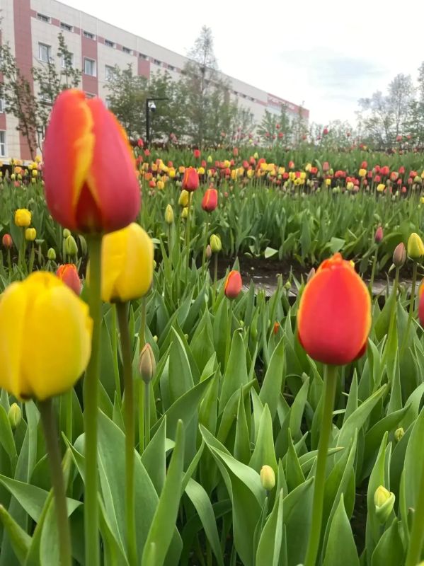 Кировск – город тюльпанов! Кировск – город тюльпанов!