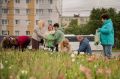 Тюльпаны из городских клумб обрели новых хозяев в Мурманске