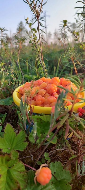Откуда можно привезти килограммы морошки? Откуда можно привезти килограммы морошки?