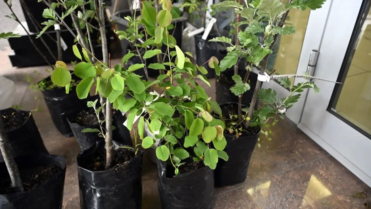 Североморск украсили яркие цветы и декоративные кустарники Североморск украсили яркие цветы и декоративные кустарники