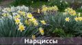 Август: время садовых перемен — какие многолетники стоит посадить