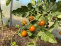 Подкормка для томатов и перцев: советы и рецепты