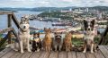 Куда пристроить питомца на время отпуска?