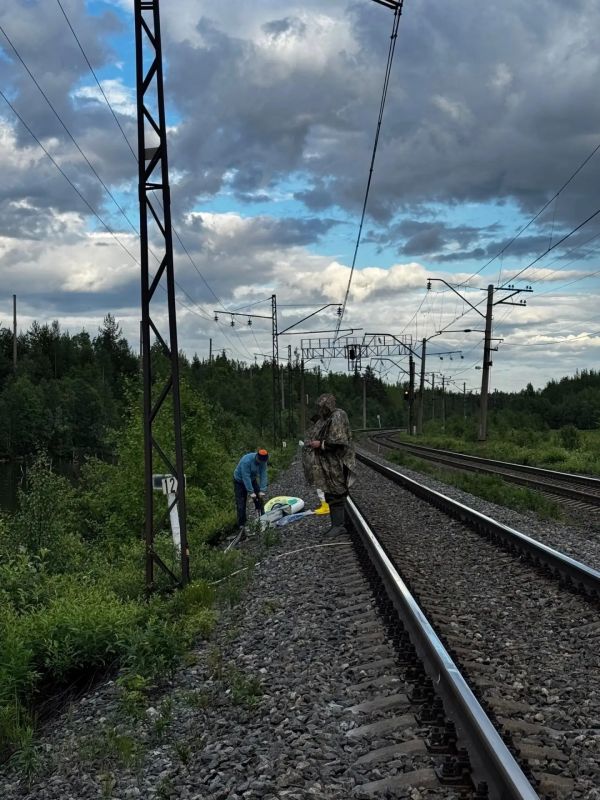 В Мурманске выхаживают лебедят В Мурманске выхаживают лебедят