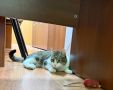 Доброе утро, Заполярье!. Пока многие только начинают день, кошка Плюша уже успела переделать массу дел в Военно-морском музее Северного флота: поймала мышь, проконтролировала монтаж новой выставки и важно прошлась по красной...